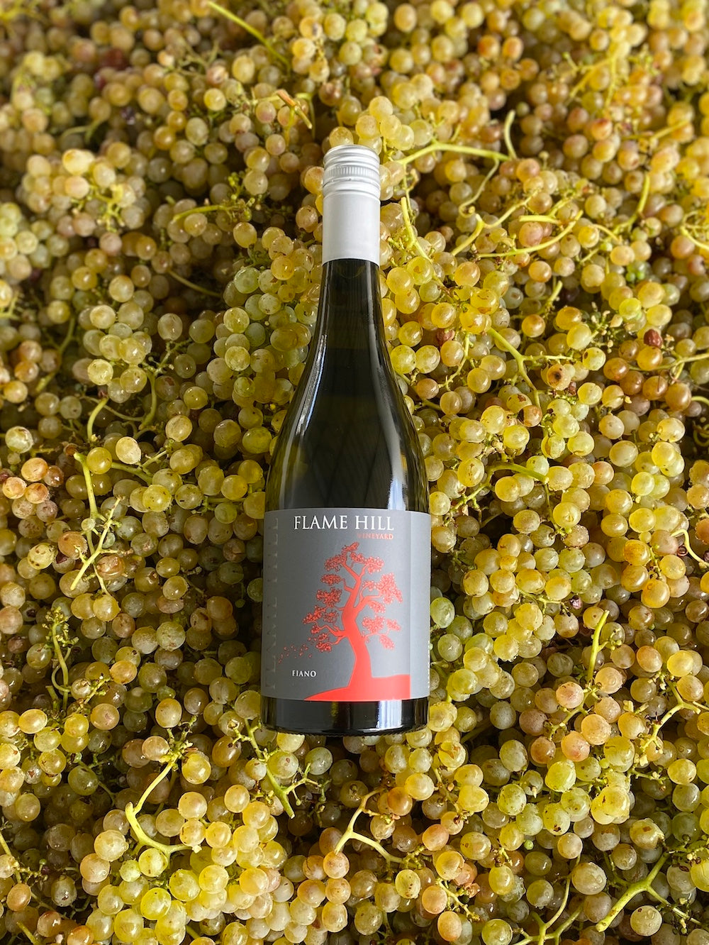 Fiano