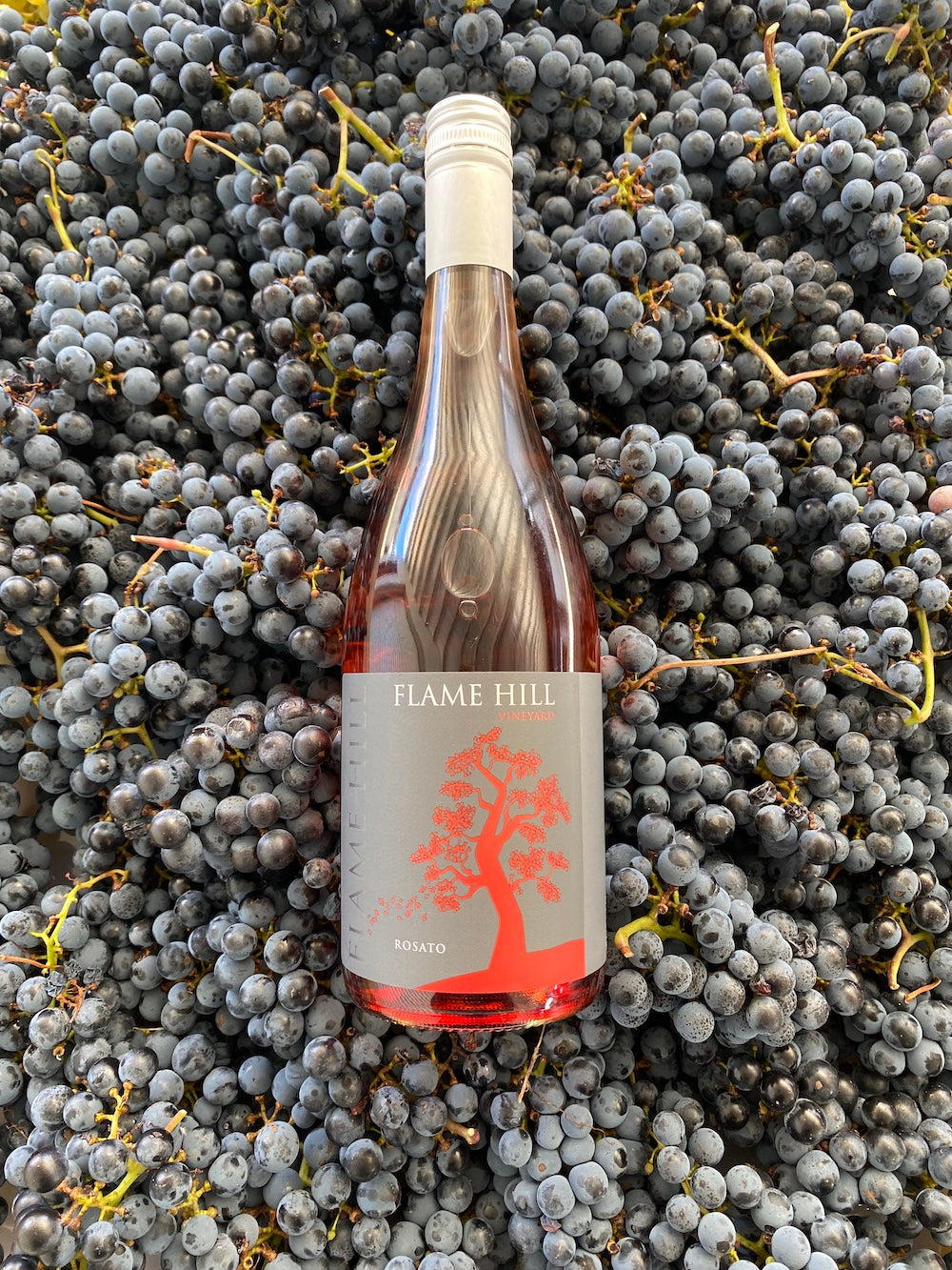 Rosato