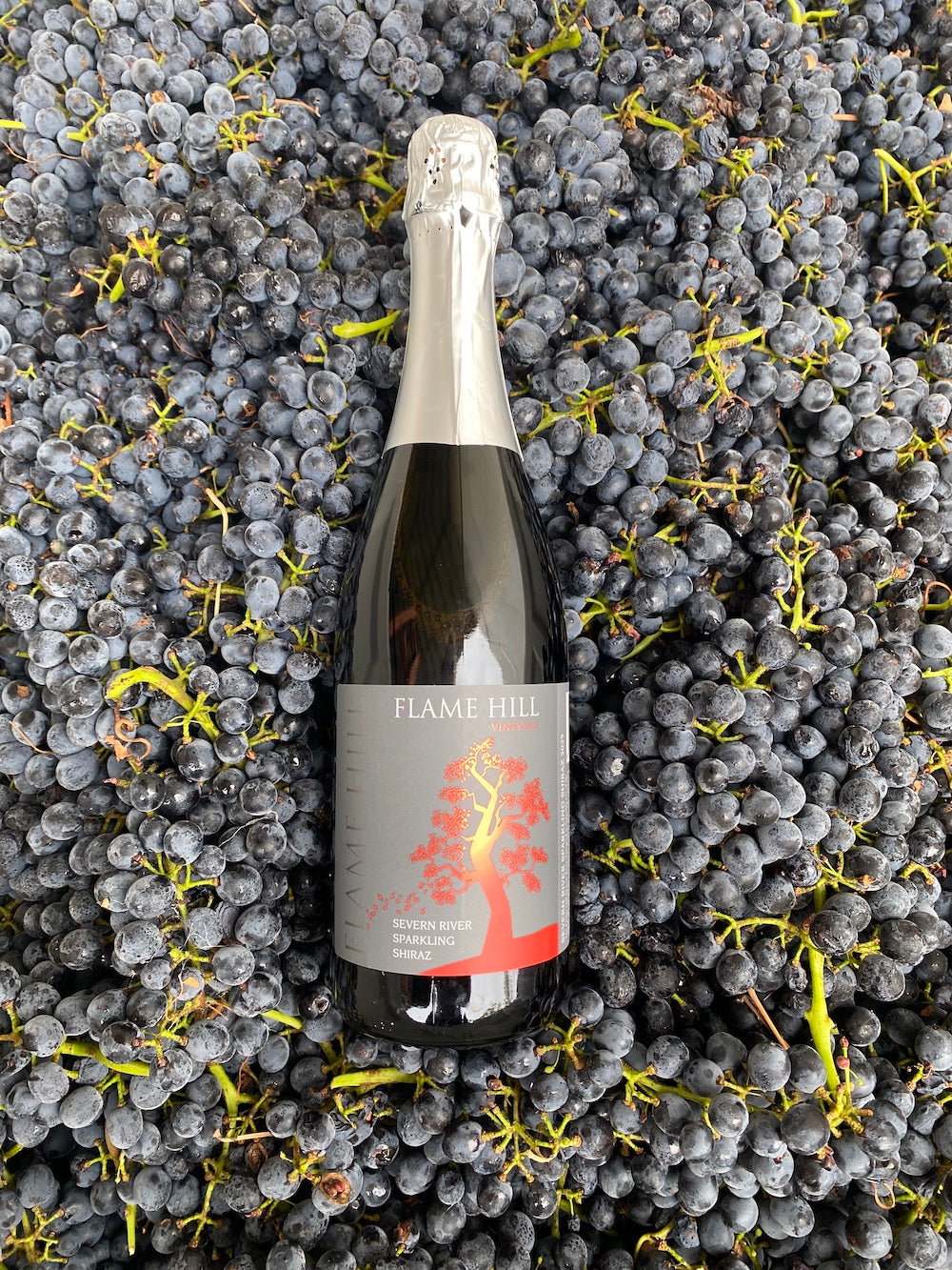 Severn River Sparkling Shiraz