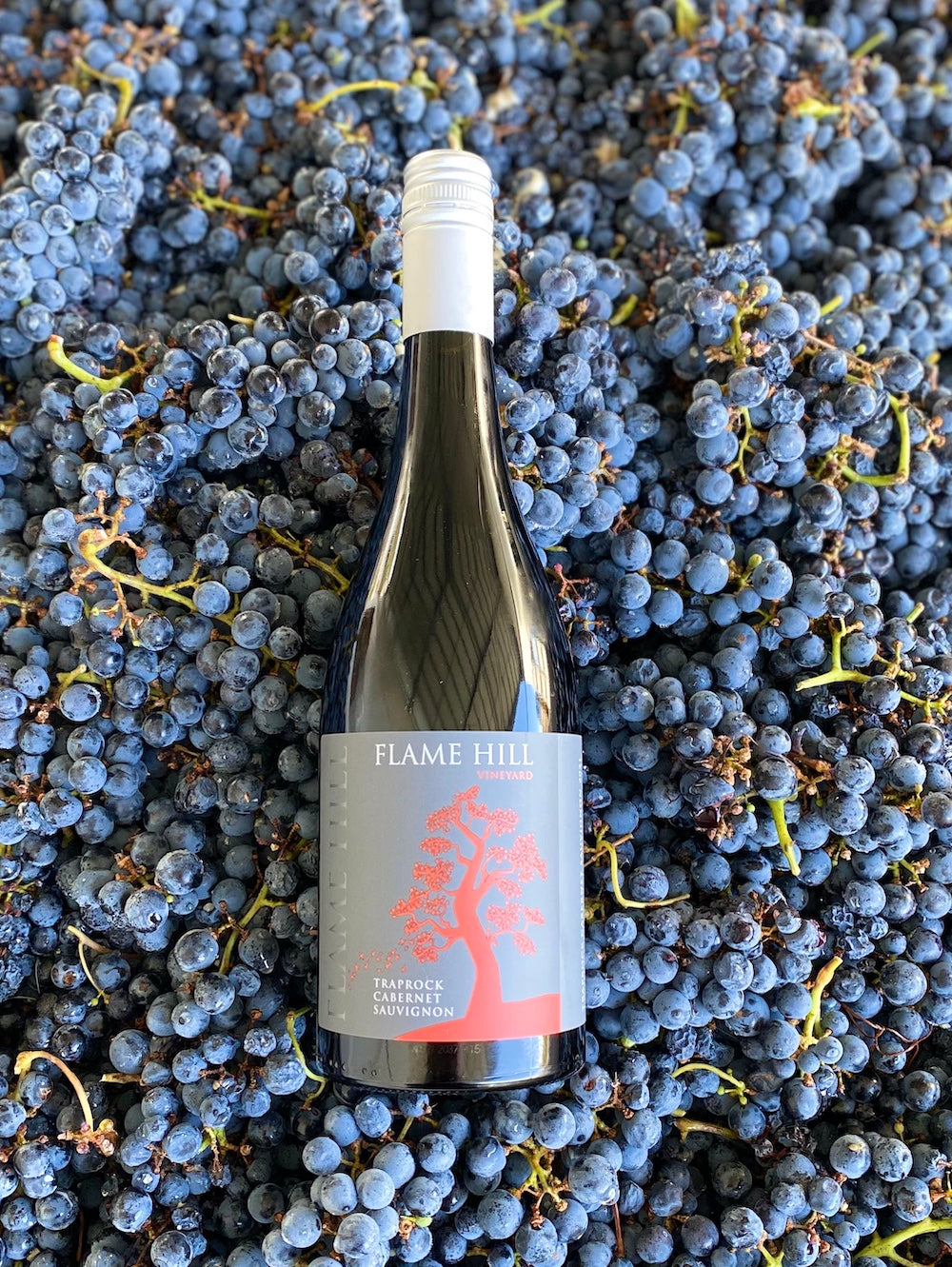 Traprock Cabernet Sauvignon