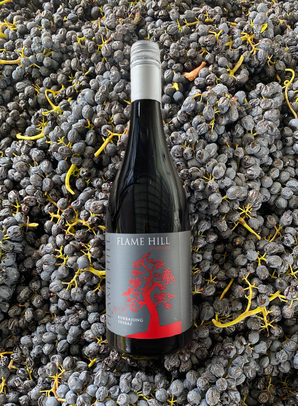 Kurrajong Shiraz