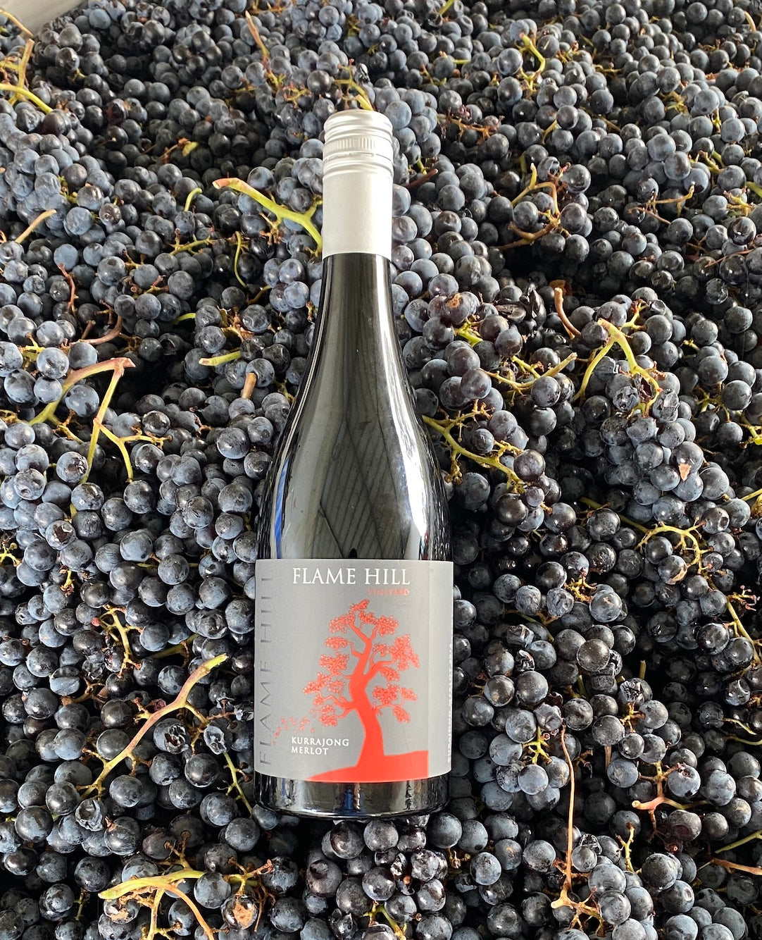 Traprock Merlot